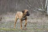 CANE CORSO 743